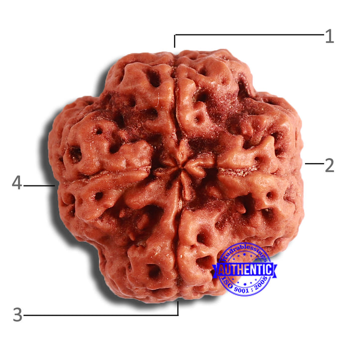 4 Mukhi Rudraksha from Nepal - Bead No. 337