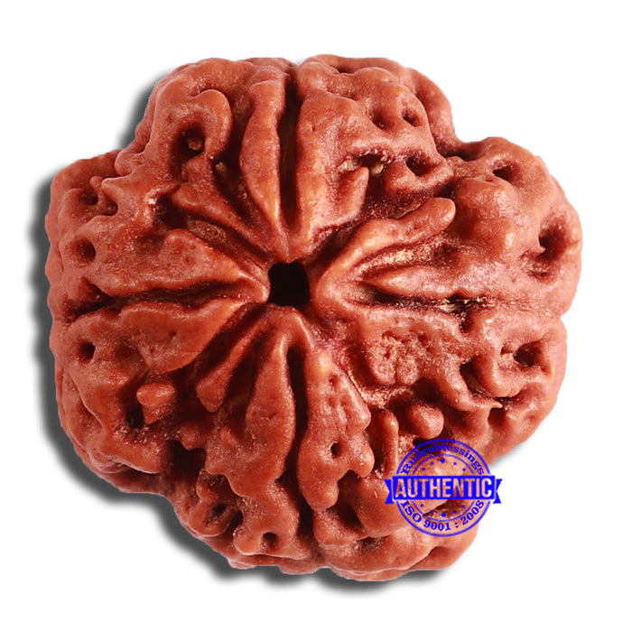 4 Mukhi Rudraksha from Nepal - Bead No. 337