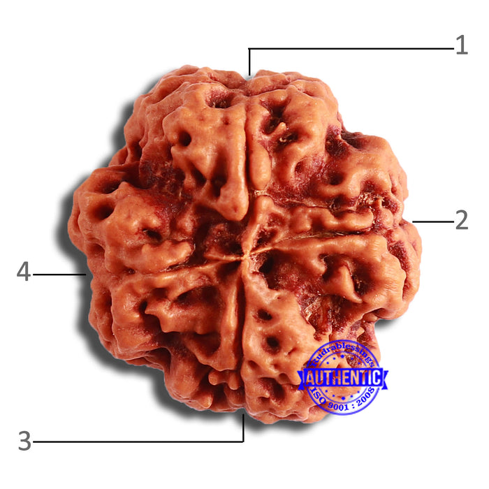 4 Mukhi Rudraksha from Nepal - Bead No. 338