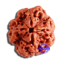 Load image into Gallery viewer, 4 Mukhi Rudraksha from Nepal - Bead No. 338
