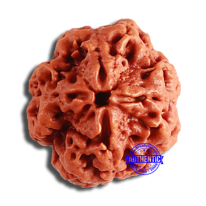 4 Mukhi Rudraksha from Nepal - Bead No. 338