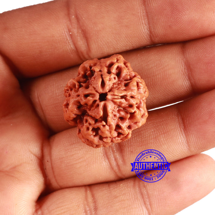 4 Mukhi Rudraksha from Nepal - Bead No. 338