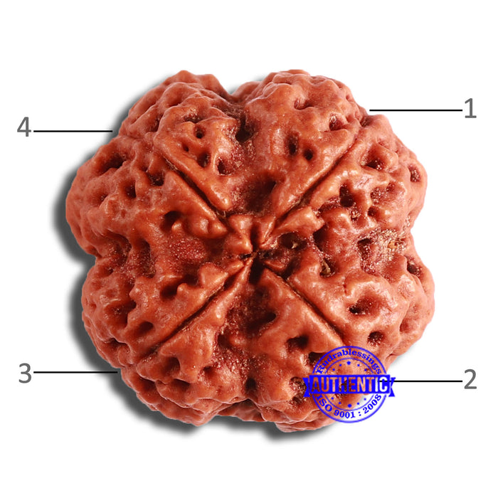 4 Mukhi Rudraksha from Nepal - Bead No. 339