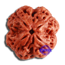 Load image into Gallery viewer, 4 Mukhi Rudraksha from Nepal - Bead No. 339
