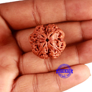 4 Mukhi Rudraksha from Nepal - Bead No. 339