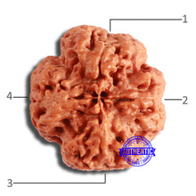 Load image into Gallery viewer, 4 Mukhi Rudraksha from Nepal - Bead No. 340
