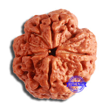 Load image into Gallery viewer, 4 Mukhi Rudraksha from Nepal - Bead No. 340
