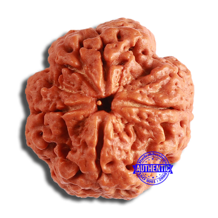 4 Mukhi Rudraksha from Nepal - Bead No. 340