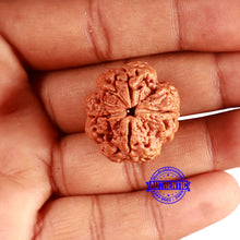 Load image into Gallery viewer, 4 Mukhi Rudraksha from Nepal - Bead No. 340
