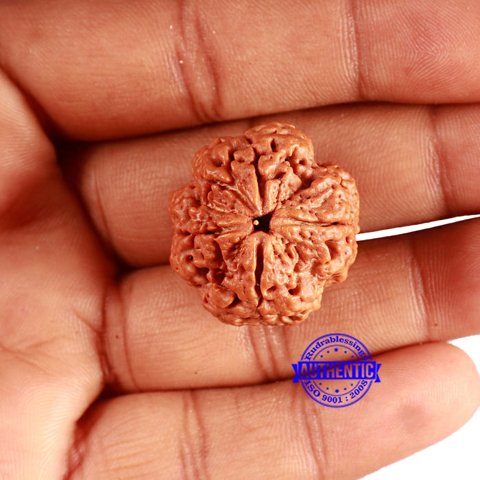 4 Mukhi Rudraksha from Nepal - Bead No. 340