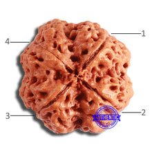 Load image into Gallery viewer, 4 Mukhi Rudraksha from Nepal - Bead No. 341
