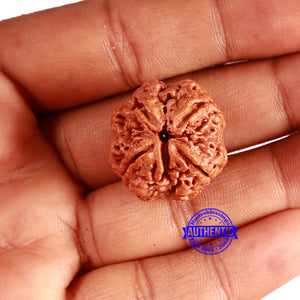 4 Mukhi Rudraksha from Nepal - Bead No. 341