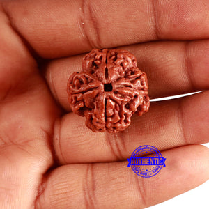 4 Mukhi Rudraksha from Nepal - Bead No. 342