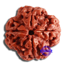 Load image into Gallery viewer, 4 Mukhi Rudraksha from Nepal - Bead No. 343
