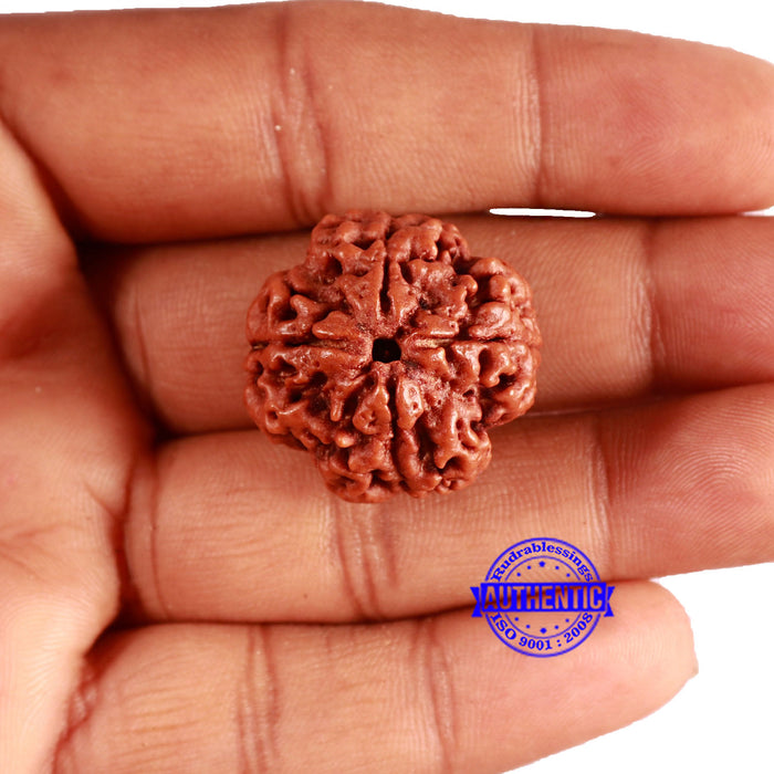 4 Mukhi Rudraksha from Nepal - Bead No. 343