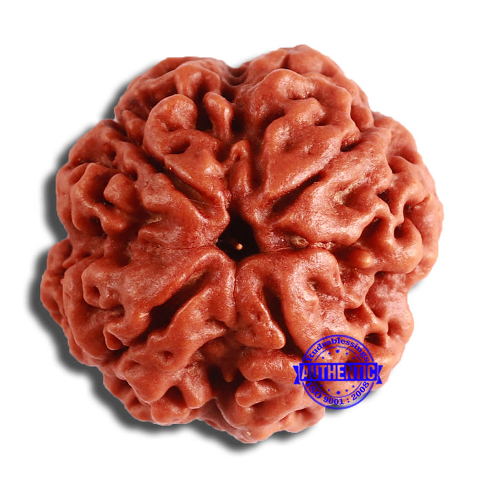 4 Mukhi Rudraksha from Nepal - Bead No. 344