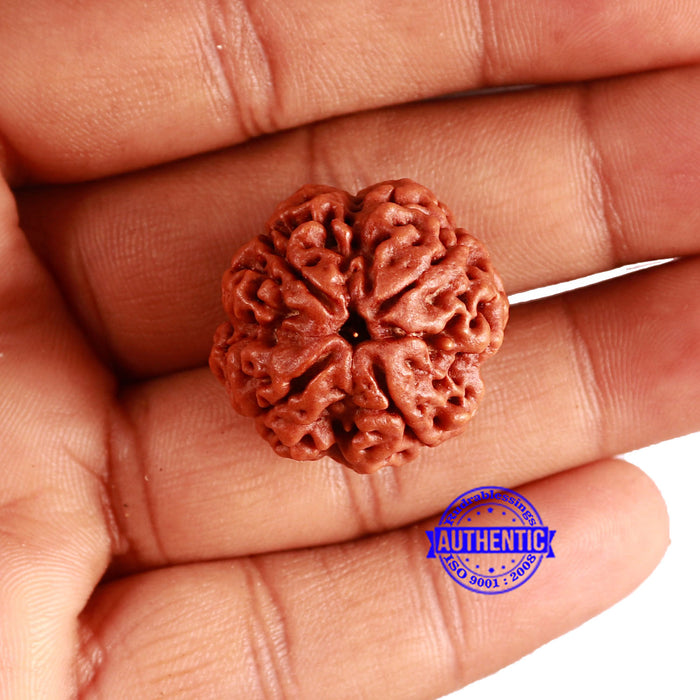 4 Mukhi Rudraksha from Nepal - Bead No. 344