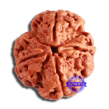 Load image into Gallery viewer, 4 Mukhi Rudraksha from Nepal - Bead No. 345
