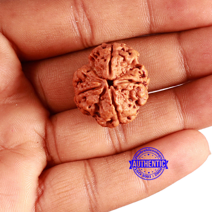 4 Mukhi Rudraksha from Nepal - Bead No. 345