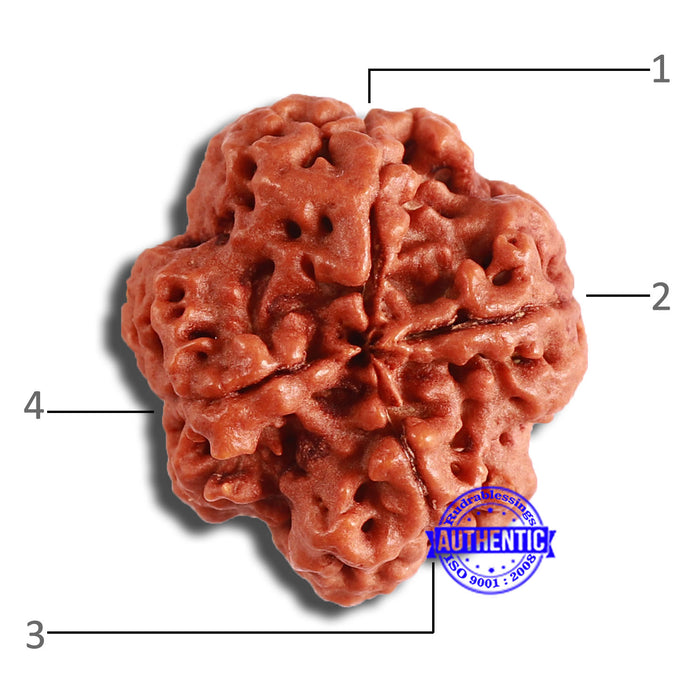 4 Mukhi Rudraksha from Nepal - Bead No. 346