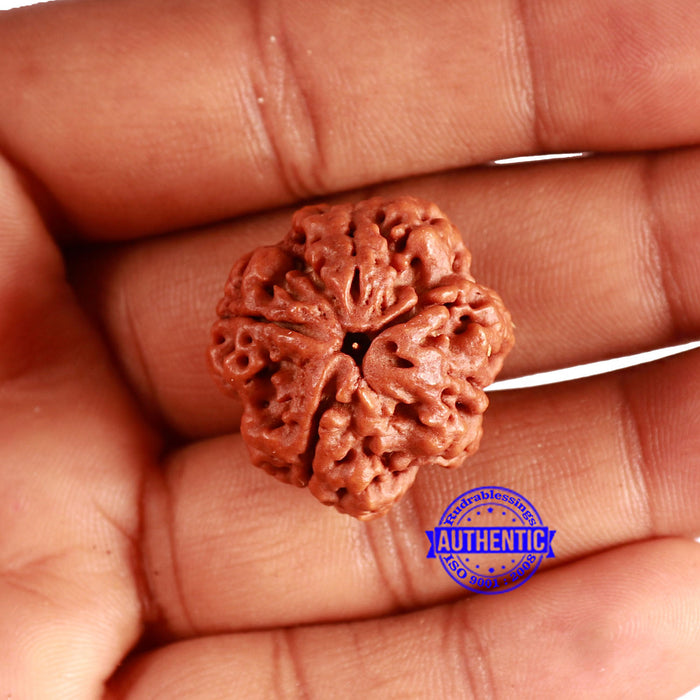 4 Mukhi Rudraksha from Nepal - Bead No. 346