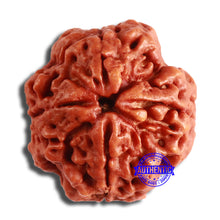 Load image into Gallery viewer, 4 Mukhi Rudraksha from Nepal - Bead No. 347
