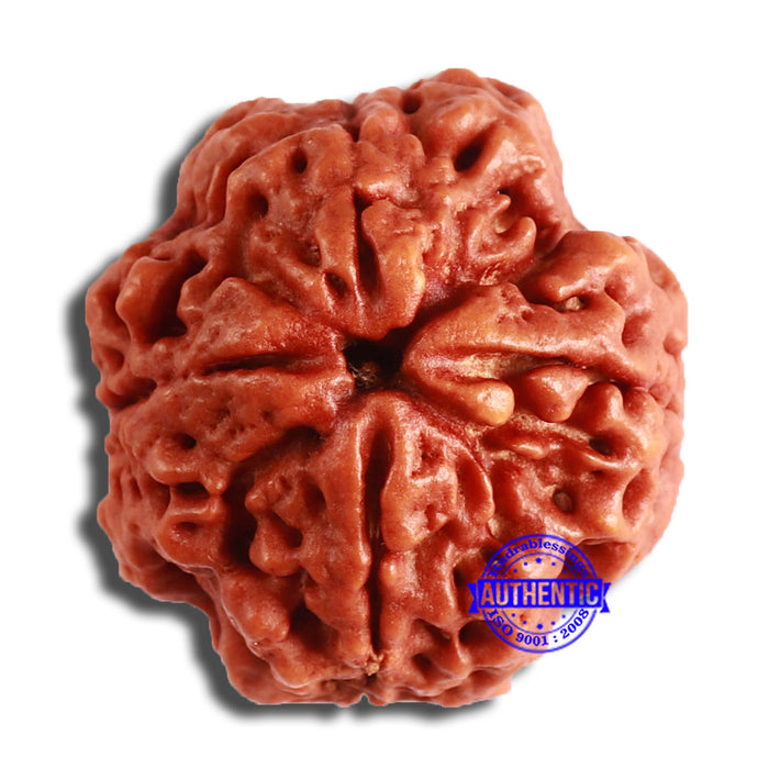 4 Mukhi Rudraksha from Nepal - Bead No. 347