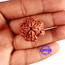 Load image into Gallery viewer, 4 Mukhi Rudraksha from Nepal - Bead No. 347

