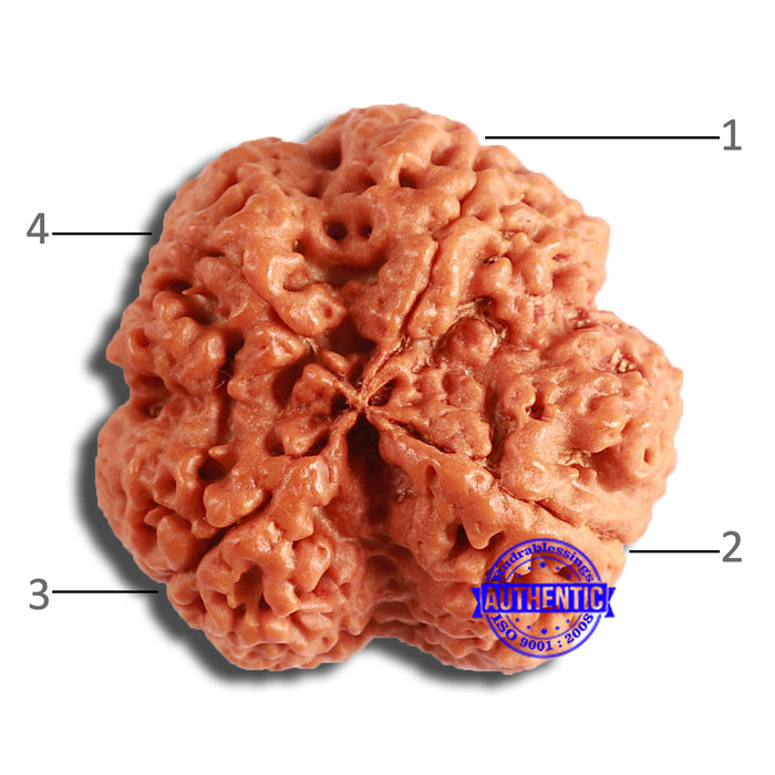 4 Mukhi Rudraksha from Nepal - Bead No. 348