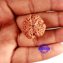 Load image into Gallery viewer, 4 Mukhi Rudraksha from Nepal - Bead No. 348
