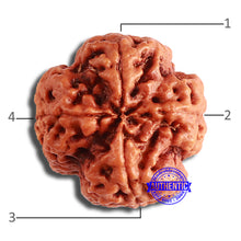 Load image into Gallery viewer, 4 Mukhi Rudraksha from Nepal - Bead No. 349
