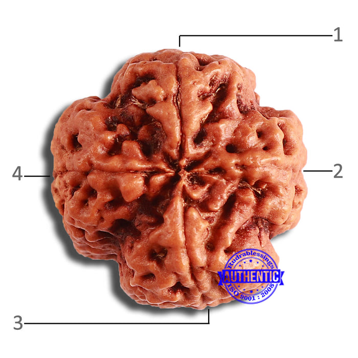 4 Mukhi Rudraksha from Nepal - Bead No. 349