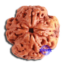 Load image into Gallery viewer, 4 Mukhi Rudraksha from Nepal - Bead No. 349
