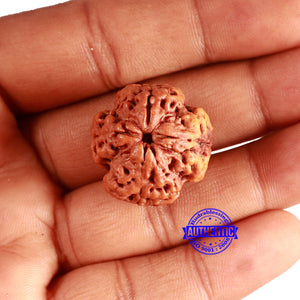 4 Mukhi Rudraksha from Nepal - Bead No. 349