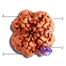 Load image into Gallery viewer, 4 Mukhi Rudraksha from Nepal - Bead No. 350
