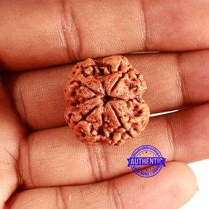 4 Mukhi Rudraksha from Nepal - Bead No. 350