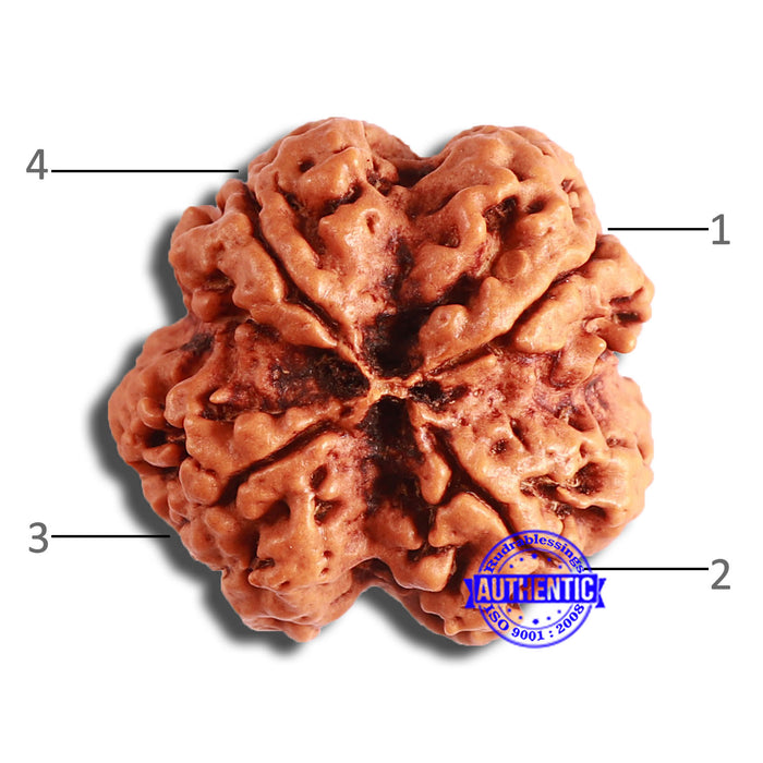 4 Mukhi Rudraksha from Nepal - Bead No. 351