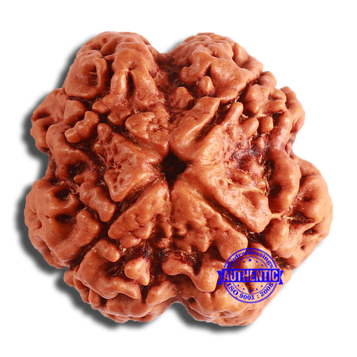4 Mukhi Rudraksha from Nepal - Bead No. 351