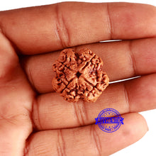 Load image into Gallery viewer, 4 Mukhi Rudraksha from Nepal - Bead No. 351
