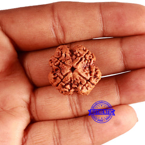 4 Mukhi Rudraksha from Nepal - Bead No. 351