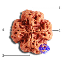Load image into Gallery viewer, 4 Mukhi Rudraksha from Nepal - Bead No. 352
