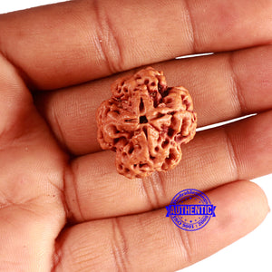 4 Mukhi Rudraksha from Nepal - Bead No. 352