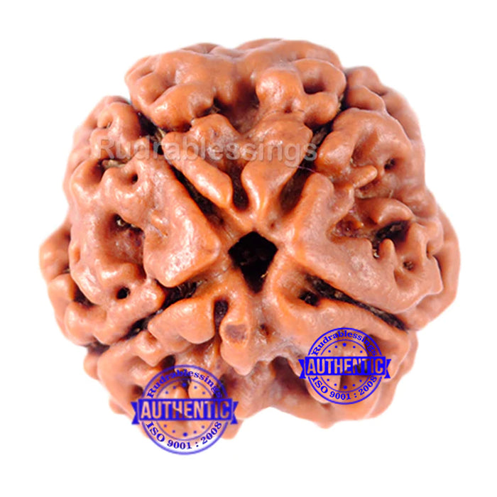4 Mukhi Rudraksha from Nepal - Bead No. 119