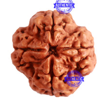 Load image into Gallery viewer, 4 Mukhi Rudraksha from Nepal - Bead No. 278
