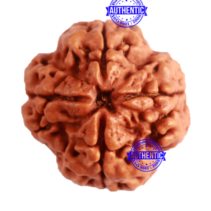 4 Mukhi Rudraksha from Nepal - Bead No. 278