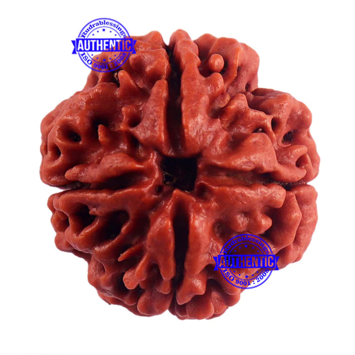 4 Mukhi Rudraksha from Nepal - Bead No. 43