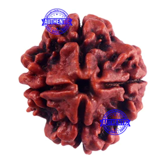 4 Mukhi Rudraksha from Nepal - Bead No. 49
