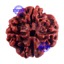 Load image into Gallery viewer, 4 Mukhi Rudraksha from Nepal - Bead No. 54
