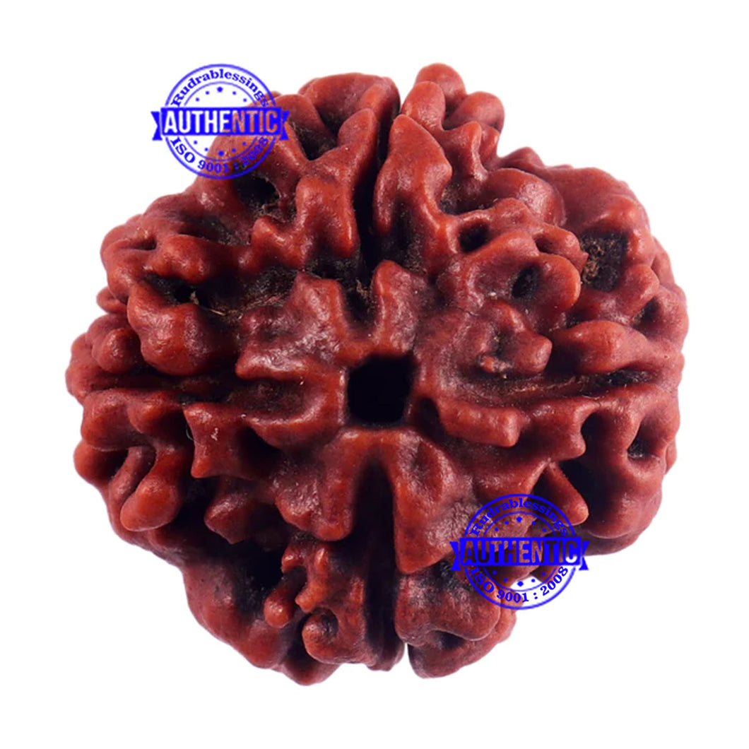 4 Mukhi Rudraksha from Nepal - Bead No. 54