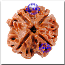 Load image into Gallery viewer, 4 Mukhi Rudraksha from Nepal - Bead No. 69
